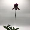 Paph. Maudiae Vinicolor ,,Schwarze Madonna 
